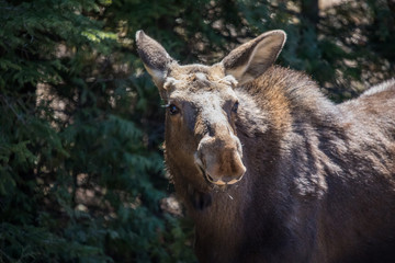 moose female with calf