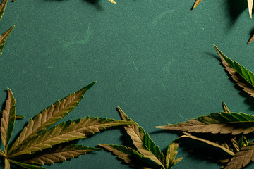 Textured marijuana leaf close-up on a dark background. Background from cannabis drug leaves. Place for text.