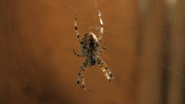 Big spider on web eats macro food prey victim feed in old wooden barn lumber room pantry brown background