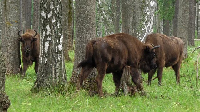 wisent, zubr or aurochs № 11 - a large wild Eurasian ox that was the ancestor of domestic cattle. It was probably exterminated in Britain in the Bronze Age