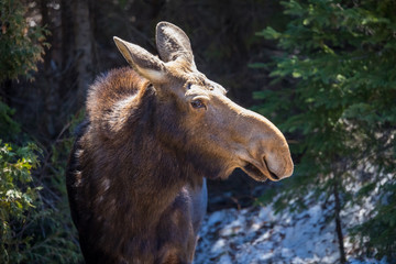 Fototapeta premium moose female with calf