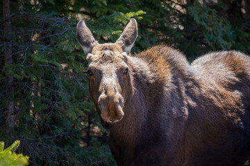 moose female with calf