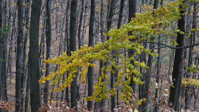 Autumn beech leaves in the wind - (4K)