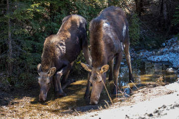 Fototapeta premium moose female with calf