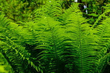 Fototapeta na wymiar Green fern plants in the forest on spring