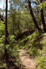 A view of a walking trail at Hazelbrook in the Blue Mountains west of Sydney.