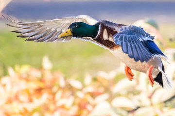 A Drake Mallard Prepares for a Pond Touchdown