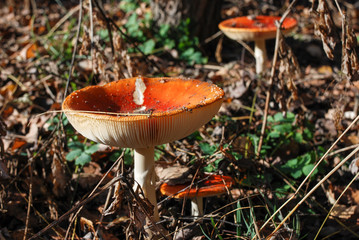 Red mushroom / toadstool in the forest