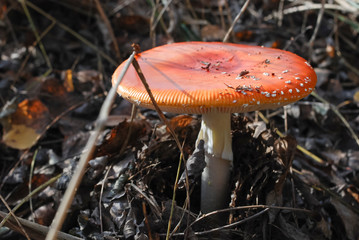 Red mushroom / toadstool in the forest