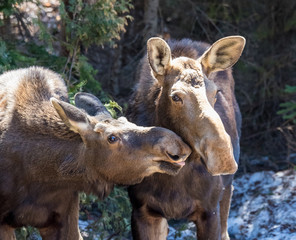 moose female with calf