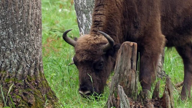 wisent, zubr or aurochs № 10 - a large wild Eurasian ox that was the ancestor of domestic cattle. It was probably exterminated in Britain in the Bronze Age