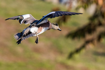 A Drake Widgeon Flaring on Final Approach