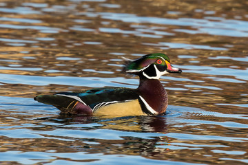 Beautiful Drake Wood DuckDoes Hair Whip Just Before Take-Off