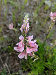 Pink wild grasslands sainfoin flower 