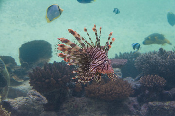 Under water photo, Lionefish, that has poison in its fins, in Coral reefs, Tropical ocean, Palau, Pacific