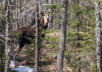 female cow moose hiding in trees