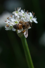 Bee on the flower