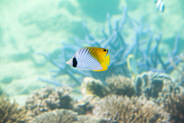 Naklejka na ściany i meble Under water photo, Threadfin Butterflyfish, yellow and white butterfly fish in coral reefs, Tropical ocean, Palau, Pacific