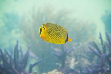 Naklejka na ściany i meble Under water photo, Latticed Butterflyfish, yellow butterfly fish in coral reefs, Tropical ocean, Palau, Pacific
