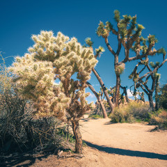 Barker Dam Trail