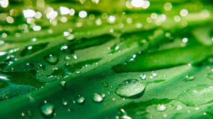 rain drops on the leaves