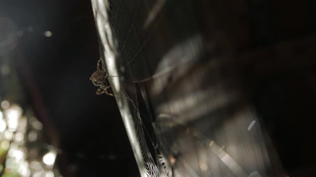 The spider weaves a web throws winds eat food larva victim feed sunbeam old wooden barn lumber sun rays glare