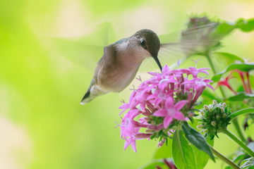 Ruby-throated hummingbird feeder backyard home 