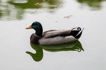 Single wild duck (Anas platyrhynchos) flowing on the water
