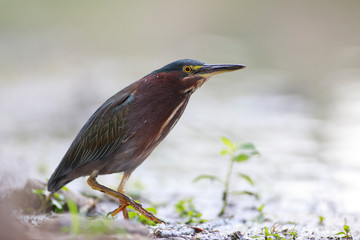 Green Heron in Texas lake