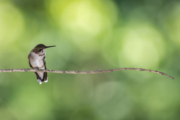 Ruby-throated hummingbird feeder backyard home 