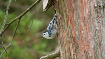 Nuthatch on Tree