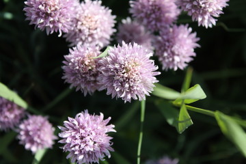 bee on flower