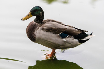 Single wild duck ((Anas platyrhynchos) standing in the water