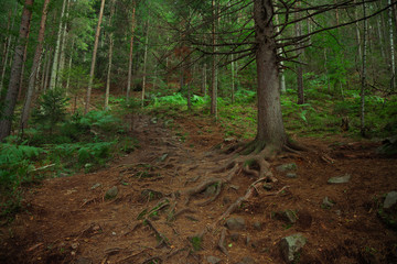 majestic fairy tale forest green brown colors in mountains atmospheric scenery landscape environment with picturesque tree big roots center of composition 