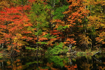 紅葉の八幡平
