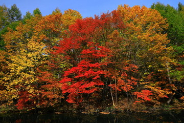 紅葉の八幡平