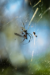 A spider in its web feeds on trapped insects.