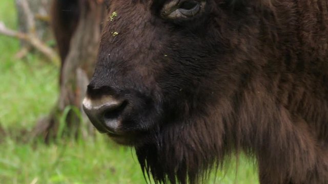 wisent, zubr or aurochs №1 - a large wild Eurasian ox that was the ancestor of domestic cattle. It was probably exterminated in Britain in the Bronze Age