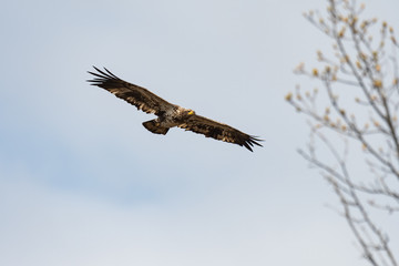 A juvenile American Bald Eagle in flight.