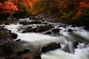 紅葉の法体の滝