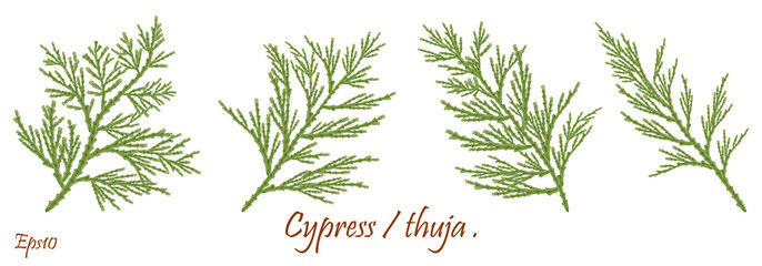 green cypress branch with cones. Cypress twig with growing cones isolated on white background. Cupressus.Eps 10