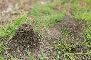 Anthill on a background of fresh greenery. Details of the wild life of ants.