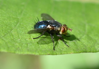 Tachinid Fly on leaf