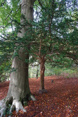 Native woodland Lake District 