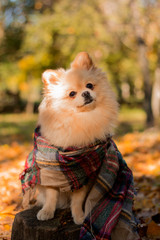 Red Pomeranian German Spitz sits on a stump in autumn foliage with a checkered scarf. clover flying leaves, autumn card with copy space.