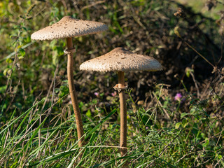 two parasol mushroom grown in a meadow in the woods