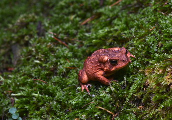 American Toad on mossy flora