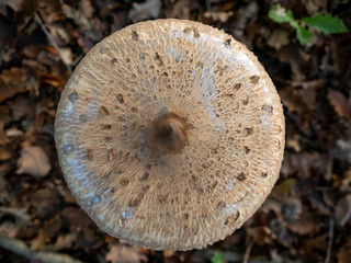 big parasol mushroom cap viewed from above in woods