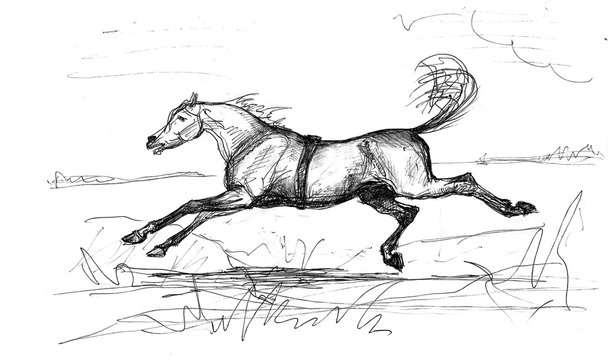 Graphic drawing ballpoint pen, a horse galloping across a field