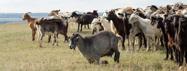 Sheep and goats graze on green grass in spring